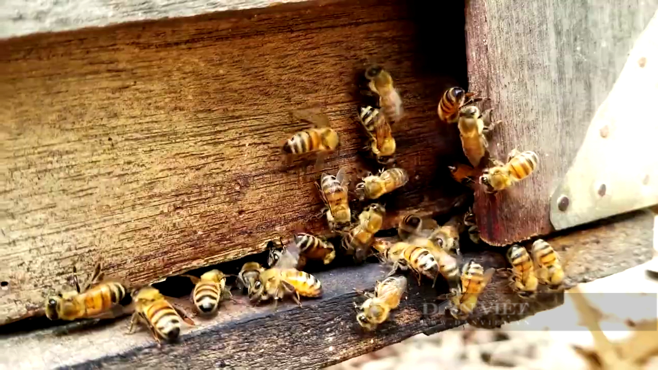 “Chất lỏng ngọt ngào” dính “đòn phòng vệ” của Mỹ, nước 100 triệu dân nan giải với 60.000 tấn mật ong - Ảnh 4.
