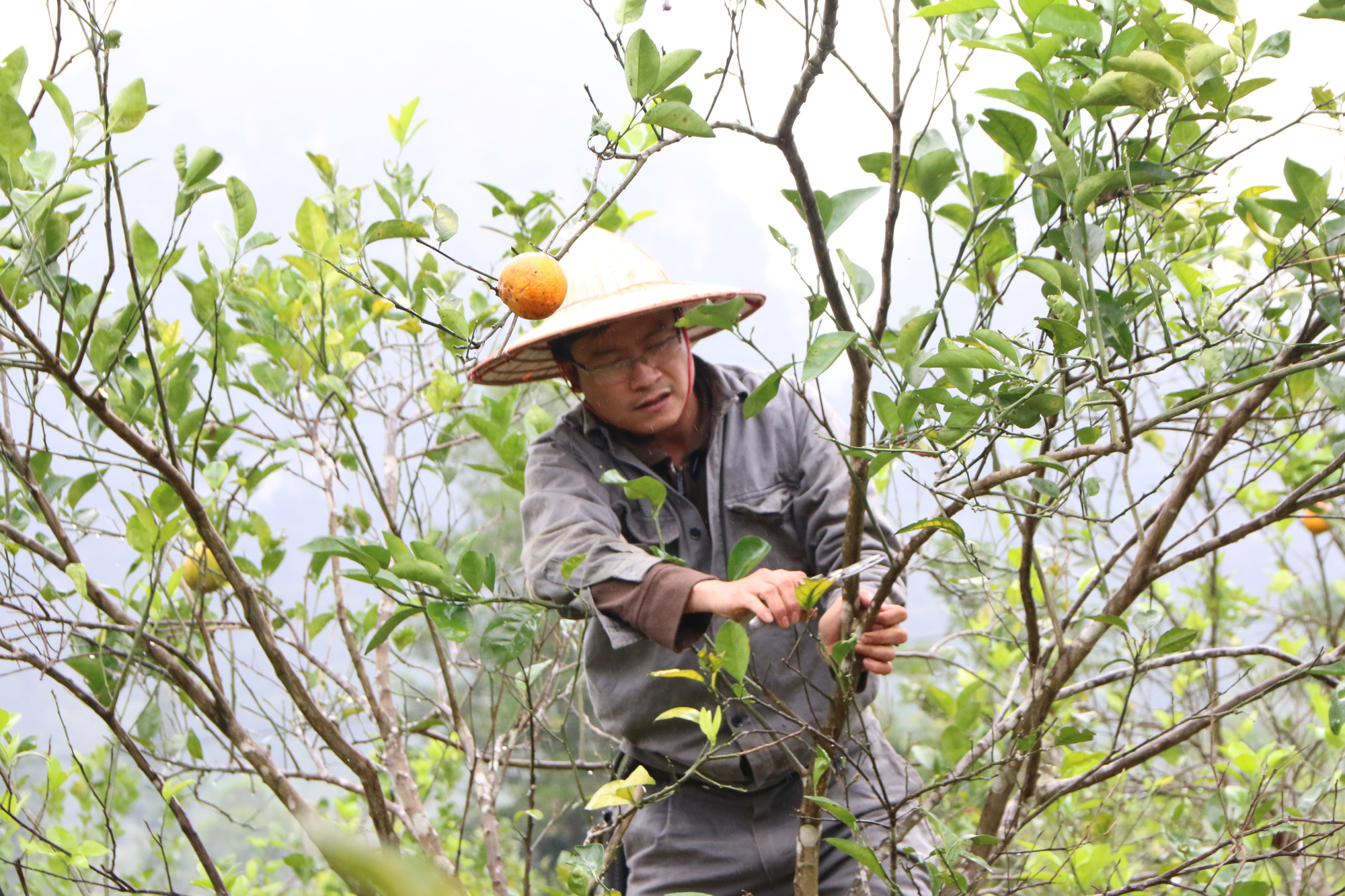 Nghệ An: Chi hàng trăm triệu trồng cam, vì sao mới thu hoạch vài vụ nông dân đã phải chặt bỏ? - Ảnh 4.