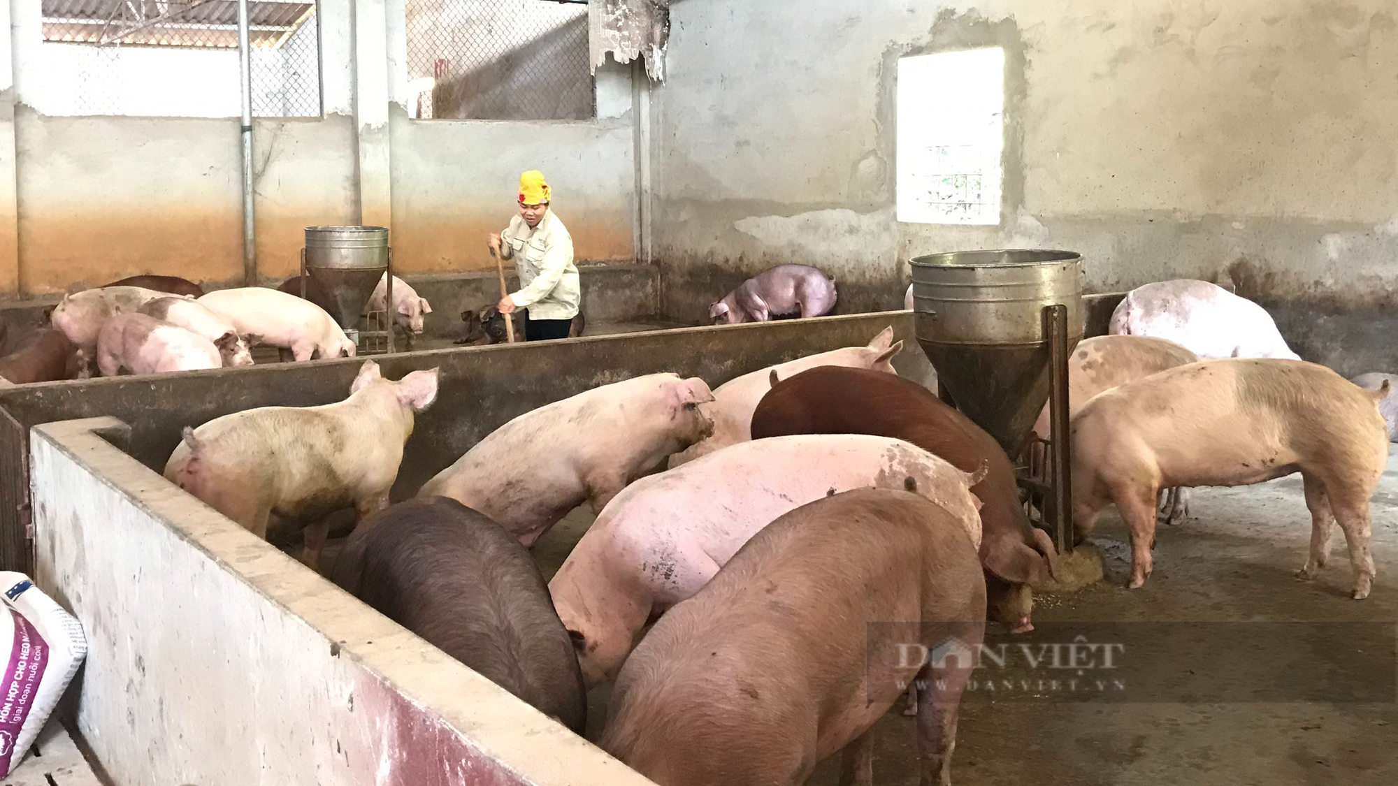 Lão nông nuôi lợn khép kín trên nương cà phê thu nửa tỷ mỗi năm - Ảnh 7.