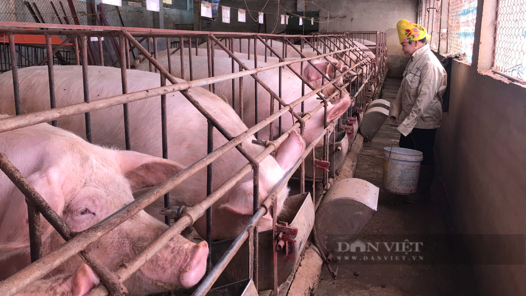 Lão nông nuôi lợn khép kín trên nương cà phê thu nửa tỷ mỗi năm - Ảnh 5.