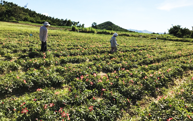 Trồng thứ sâm gì như cây cảnh, nhanh được nhổ củ to bự bán, nông dân Khánh Hòa lời hơn 157 triệu/ha?