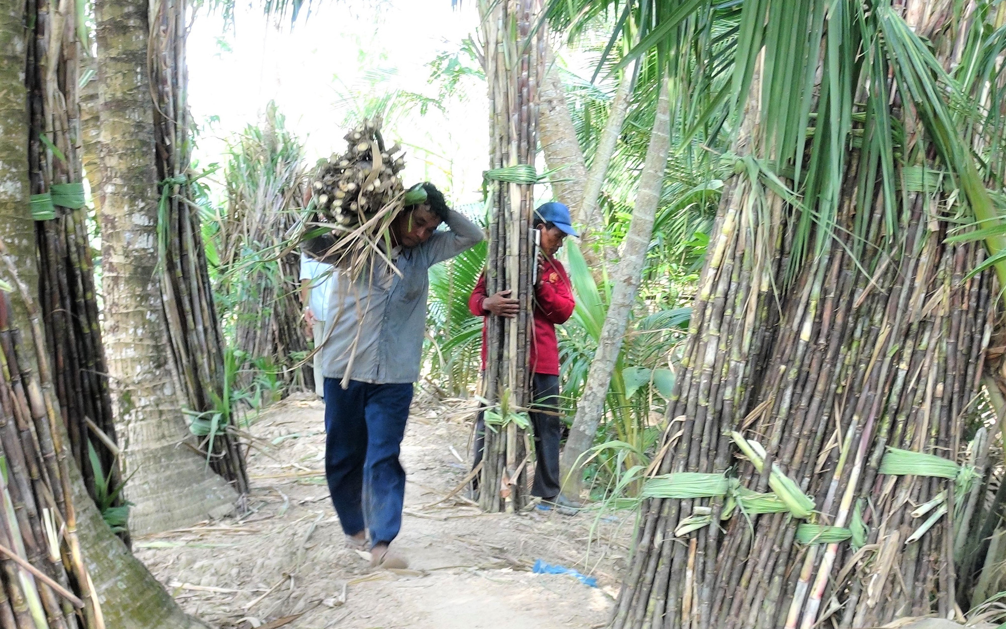 Ngành chức năng Sóc Trăng vào cuộc vụ công ty mía đường “cầu cứu” vì bị tranh mua mía nguyên liệu