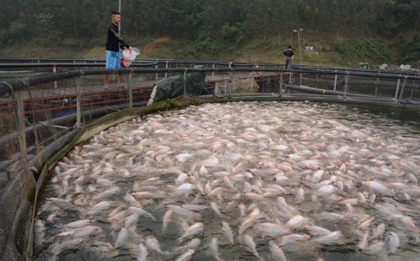 Nuôi loài cá toàn thân màu hồng, cá đặc sản trên hồ nước ngọt lớn nhất miền Bắc, nhiều nông dân khấm khá - Ảnh 3.