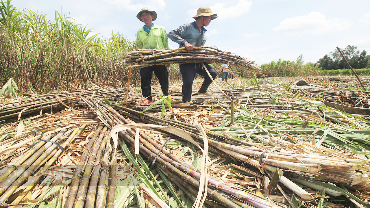 Vùng mía nguyên liệu bao tiêu bị thương lái tranh mua bán cho nơi khác, doanh nghiệp ở Sóc Trăng &quot;cầu cứu&quot; khắp nơi - Ảnh 1.