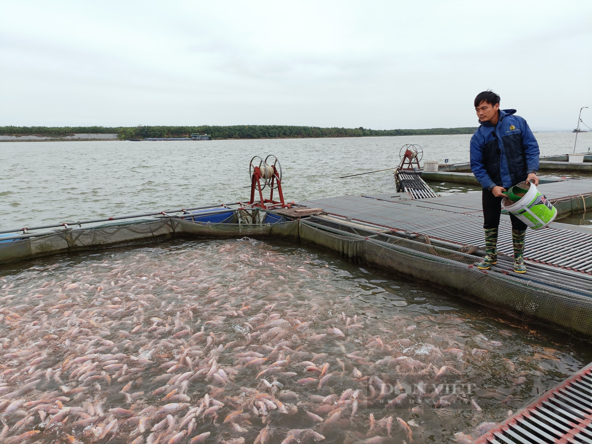 Bắc Ninh: Đầu năm giá cá lăng, diêu hồng vẫn thấp, người nuôi cá lồng &quot;đánh liều&quot; vì điều này - Ảnh 3.
