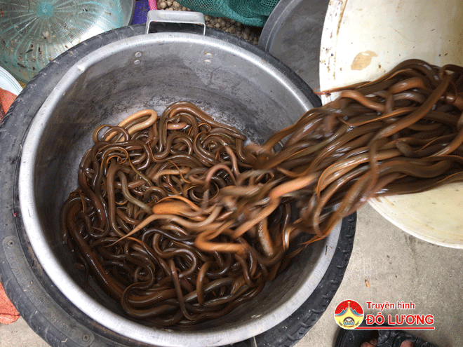 Dùng các ống này dụ loài lươn đồng ở Nghệ An, mang về trút vô chậu, ai xem cũng trầm trồ - Ảnh 6.