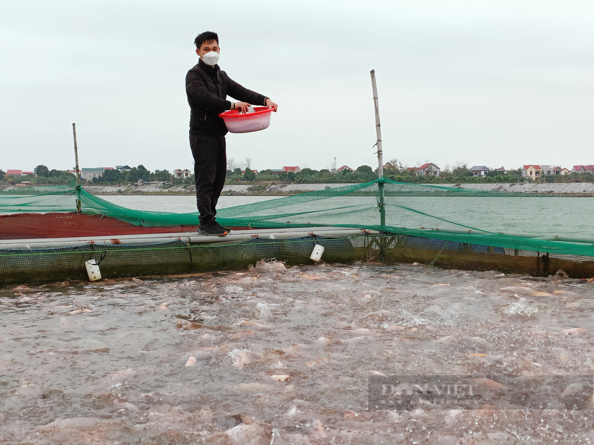 Bắc Ninh: Đầu năm giá cá lăng, diêu hồng vẫn thấp, người nuôi cá lồng &quot;đánh liều&quot; vì điều này - Ảnh 4.