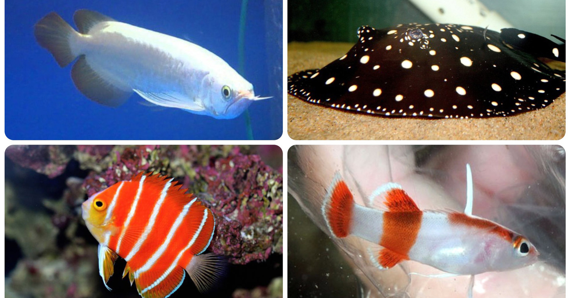 4 loài cá cảnh độc, lạ, đẹp mắt nhưng quý hiếm, nói giá khiến nhiều người giật mình thon thót