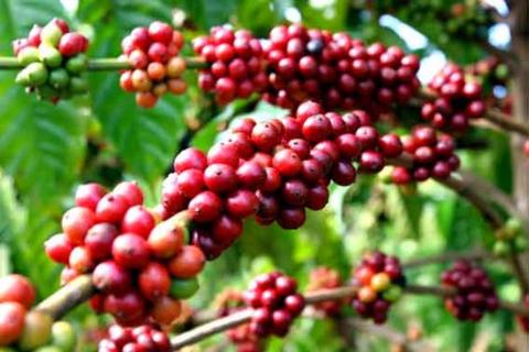 Giá cà phê nhân Đắk Lắk hôm nay chạm mốc 42.000 đồng/kg, các lưu ý khi tái canh cà phê - Ảnh 1.