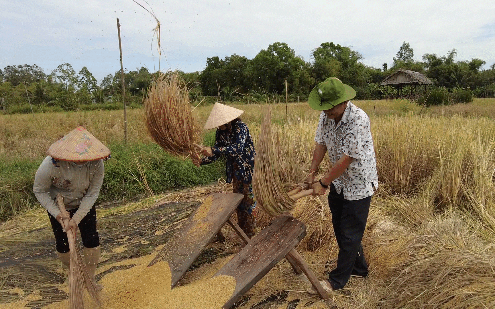 Lạ đời, cả năm chỉ trồng lúa kiểu &quot;ngày xửa ngày xưa&quot;, mà nhiều người kéo đến nhà ông nông dân Kiên Giang xem