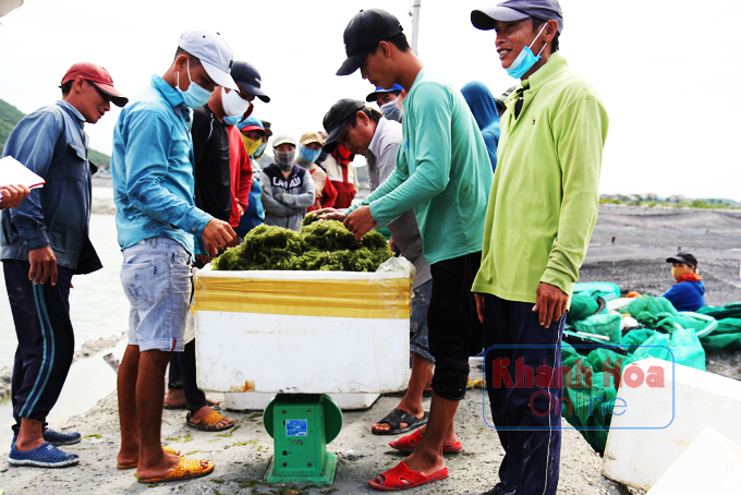 Vùng đất này ở Khánh Hòa, nông dân lội đìa vớt thứ &quot;rau đặc sản mước mặn&quot; này, lên bờ thương lái &quot;cân tất&quot; - Ảnh 5.