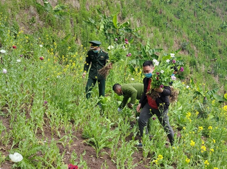 Công an phát hiện, phá nhổ hơn 2.000 cây thuốc phiện ở Điện Biên - Ảnh 1.