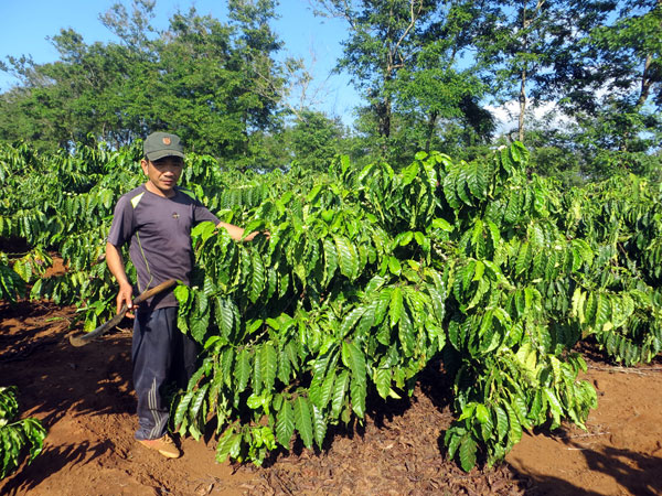 Giá cà phê nhân Đắk Lắk hôm nay chạm mốc 42.000 đồng/kg, các lưu ý khi tái canh cà phê - Ảnh 2.