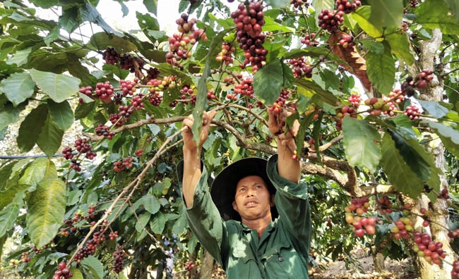 Nông dân huyện Di Linh (Lâm Đồng) thu hoạch cà phê. Ảnh: MAI VĂN BẢO