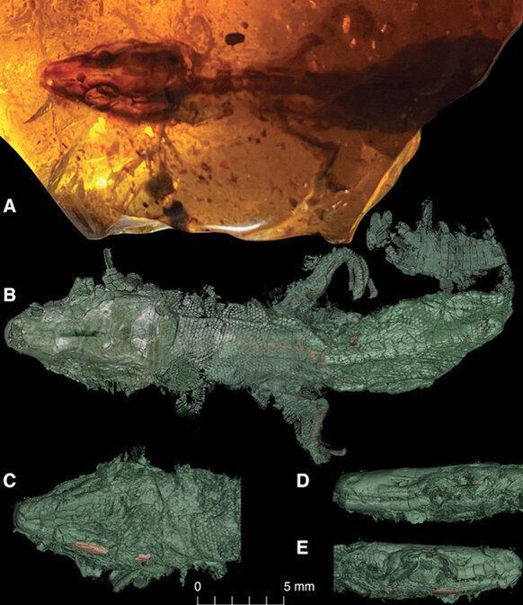 Bất ngờ phát hiện hóa thạch loài thằn lằn kỳ lạ từ 110 triệu năm trước - Ảnh 1.
