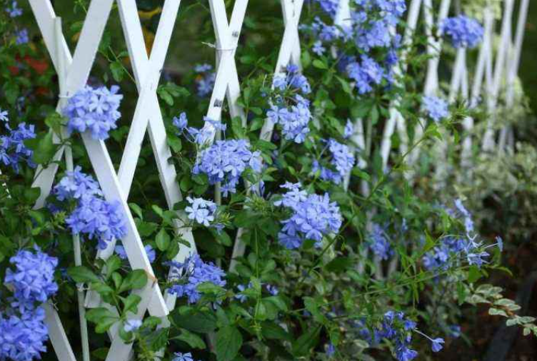 Trồng cây cảnh này, bạn sớm có bức tường hoa xanh ngát, đẹp cực kỳ - Ảnh 4.