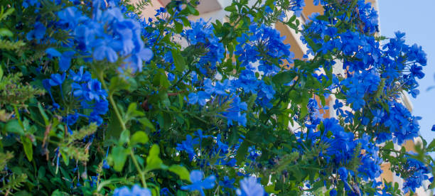 Trồng cây cảnh này, bạn sớm có bức tường hoa xanh ngát, đẹp cực kỳ - Ảnh 7.