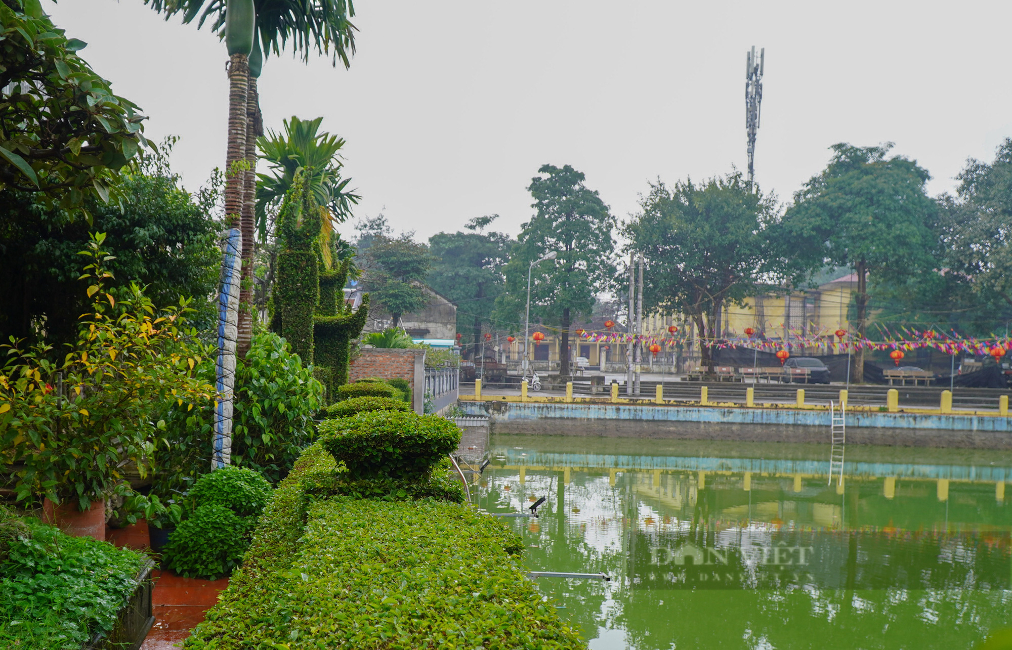 Độc đáo hàng rào bằng cây ô rô 30 năm tuổi mang trọn &quot;tâm hồn làng Việt&quot; ở Hà Nội - Ảnh 2.