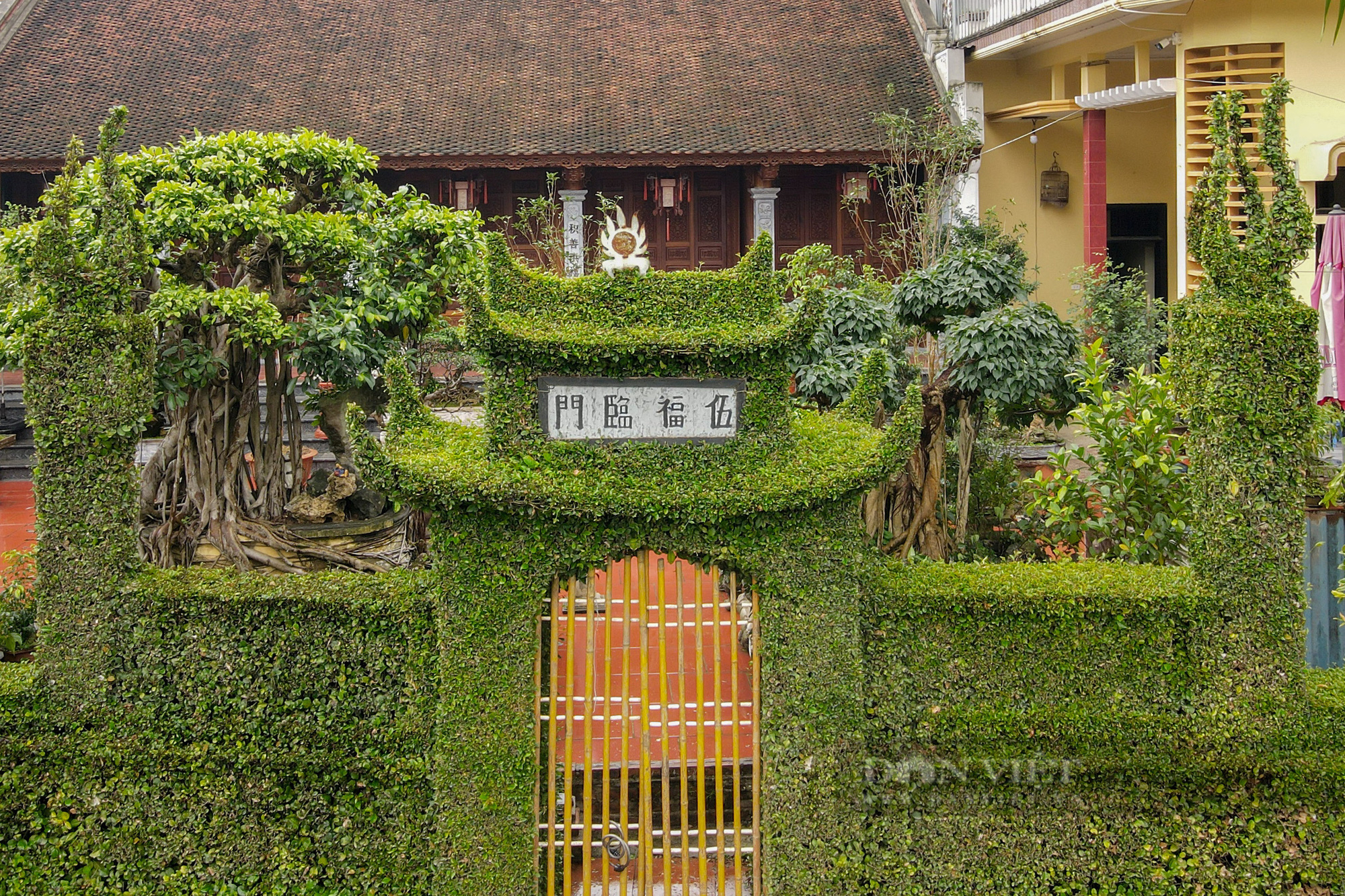 Độc đáo hàng rào bằng cây ô rô 30 năm tuổi mang trọn &quot;tâm hồn làng Việt&quot; ở Hà Nội - Ảnh 3.