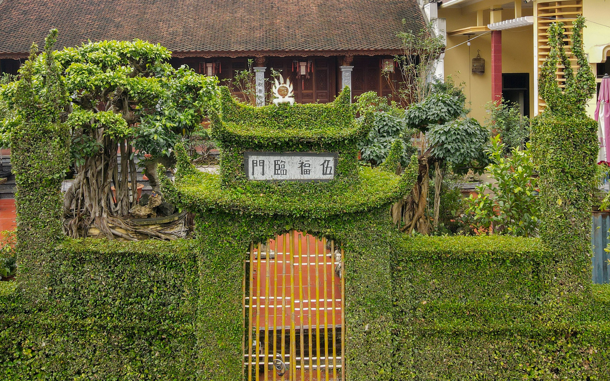 Độc đáo hàng rào bằng cây ô rô 30 năm tuổi mang trọn &quot;tâm hồn làng Việt&quot; ở Hà Nội
