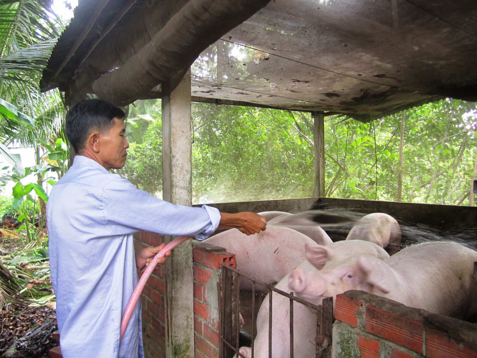 Vì sao giá heo hơi phục hồi mà nông dân nuôi heo ở miền Tây lại chồng chất nỗi lo? - Ảnh 1.