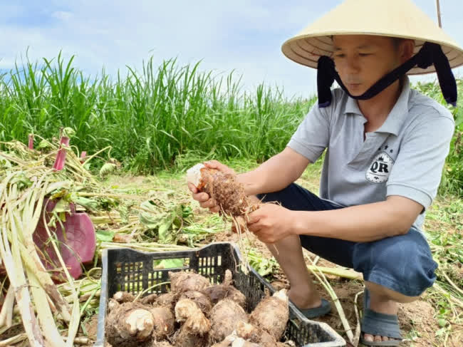 Trồng thứ khoai môn đặc sản cây tốt bời bời, tới vụ cuốc một nhát bật lên toàn củ to, thương lái tranh nhau mua - Ảnh 3.