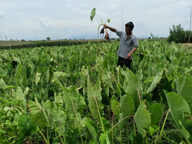 Trồng thứ khoai môn đặc sản cây tốt bời bời, tới vụ cuốc một nhát bật lên toàn củ to, thương lái tranh nhau mua - Ảnh 1.