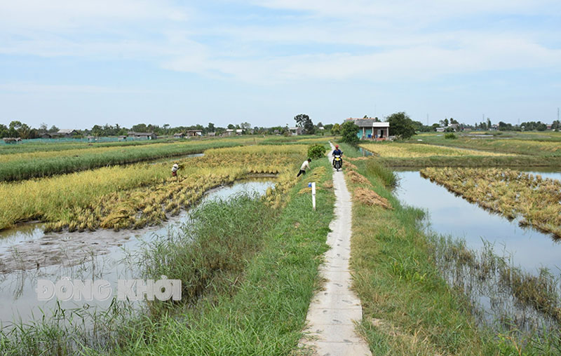 Nuôi tôm trong ruộng lúa lãi như thế nào mà huyện này của tỉnh Bến Tre đang nhân rộng thêm ra? - Ảnh 1.