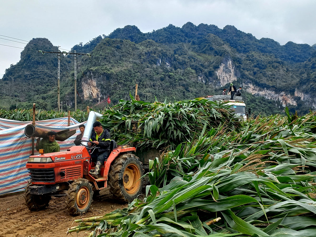 Trồng thứ ngô chỉ thấy lá là lá, cây còn xanh ngăn ngắt đã chặt bán, nông dân Bắc Kạn vẫn có lời - Ảnh 1.