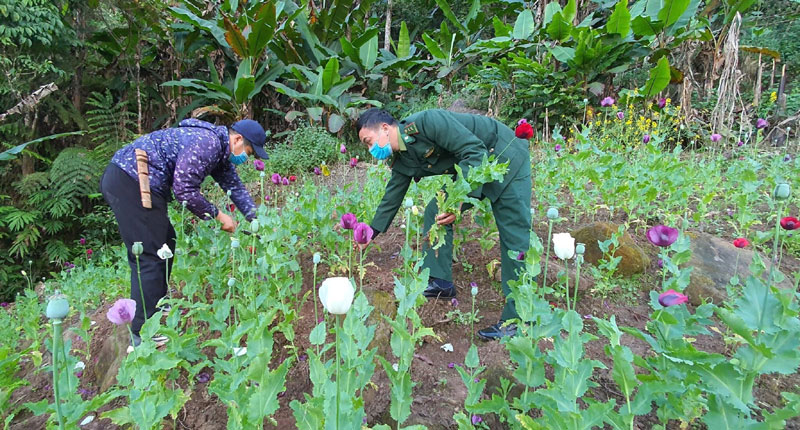 Liên tiếp phát hiện các vụ trồng cây thuốc phiện trái phép - Ảnh 2.