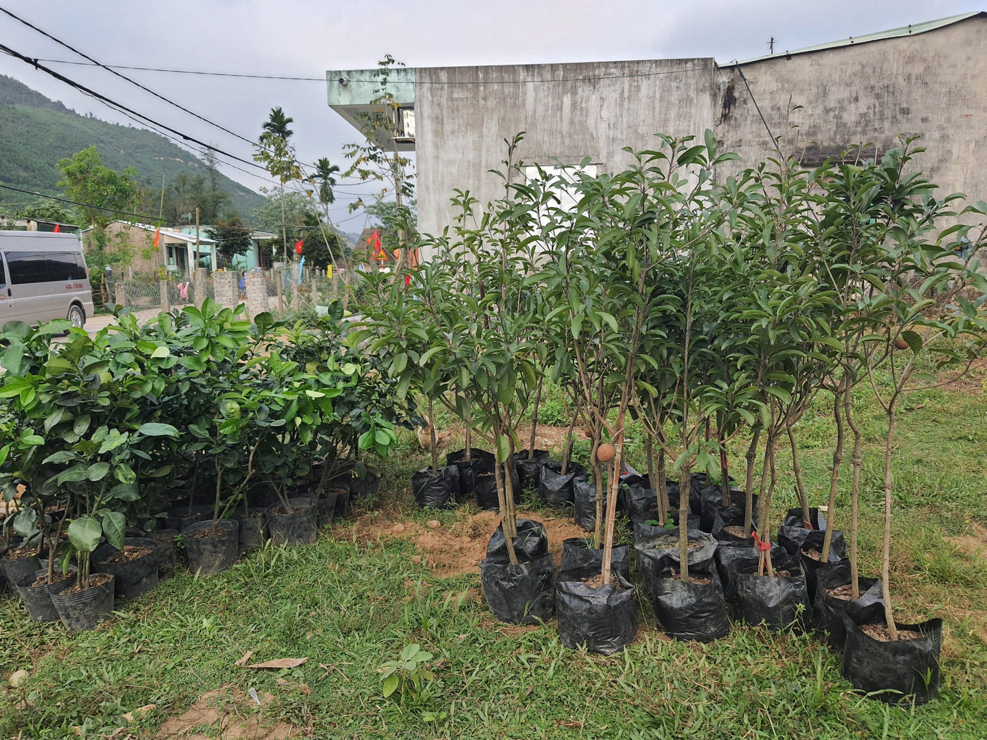 Đà Nẵng: Đoàn thanh niên Agribank khu vực miền Trung tặng vườn cây sinh kế cho thanh niên khởi nghiệp - Ảnh 6.