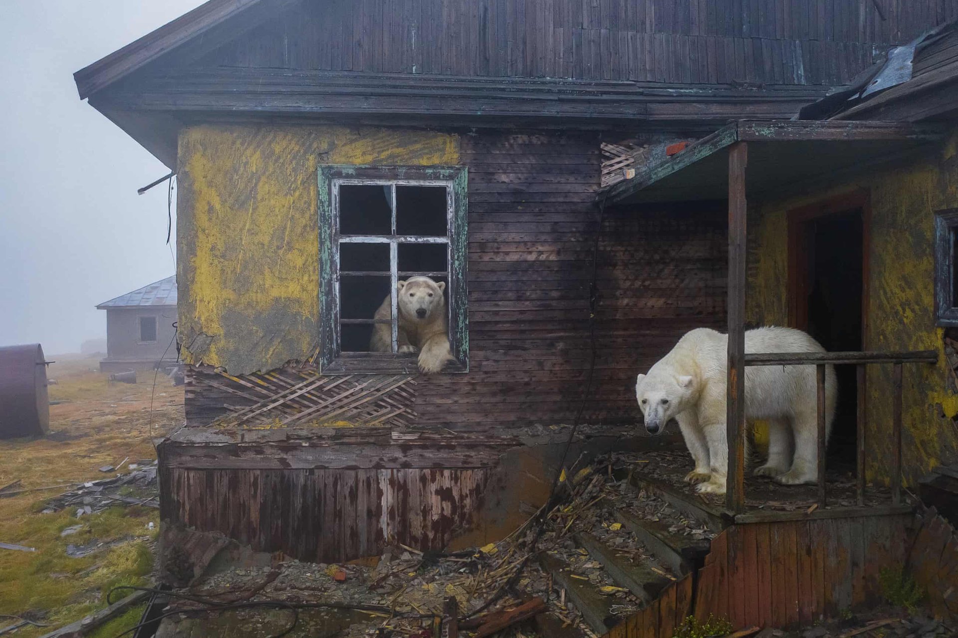 Hình ảnh đáng yêu về đàn gấu Bắc Cực sống trong nhà hoang - Ảnh 1.