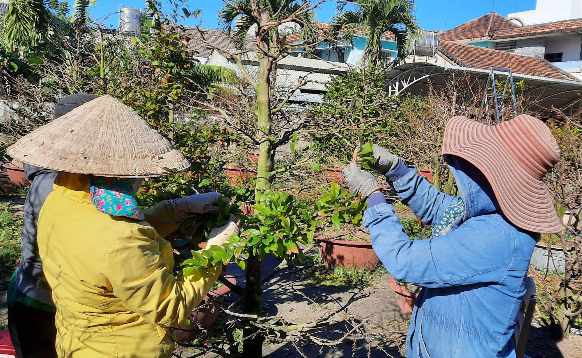 Trồng mai vàng vì sao phải kỳ công giăng lưới đuổi chim, hỏi tay lão luyện hóa ra đều là dân gốc Bình Định - Ảnh 2.