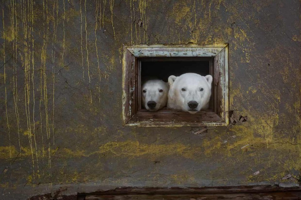 Hình ảnh đáng yêu về đàn gấu Bắc Cực sống trong nhà hoang - Ảnh 4.