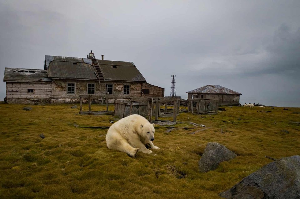 Hình ảnh đáng yêu về đàn gấu Bắc Cực sống trong nhà hoang - Ảnh 5.