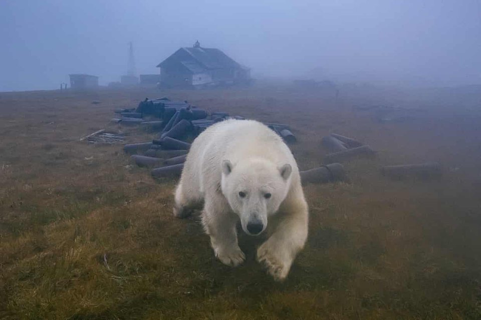 Hình ảnh đáng yêu về đàn gấu Bắc Cực sống trong nhà hoang - Ảnh 6.