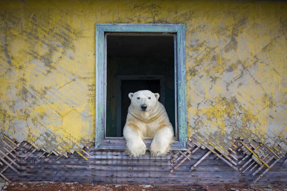 Hình ảnh đáng yêu về đàn gấu Bắc Cực sống trong nhà hoang - Ảnh 7.