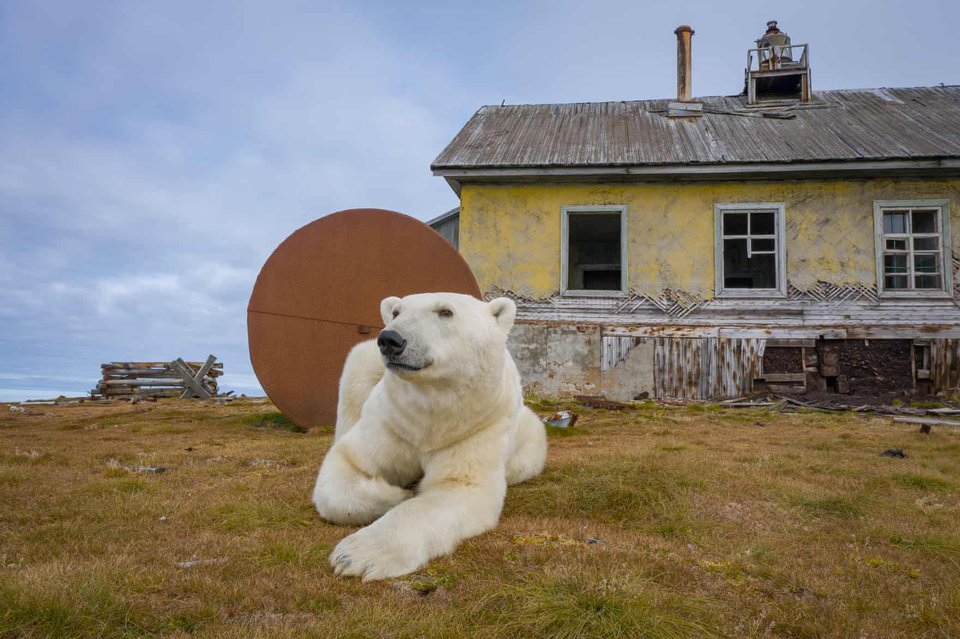 Hình ảnh đáng yêu về đàn gấu Bắc Cực sống trong nhà hoang - Ảnh 8.