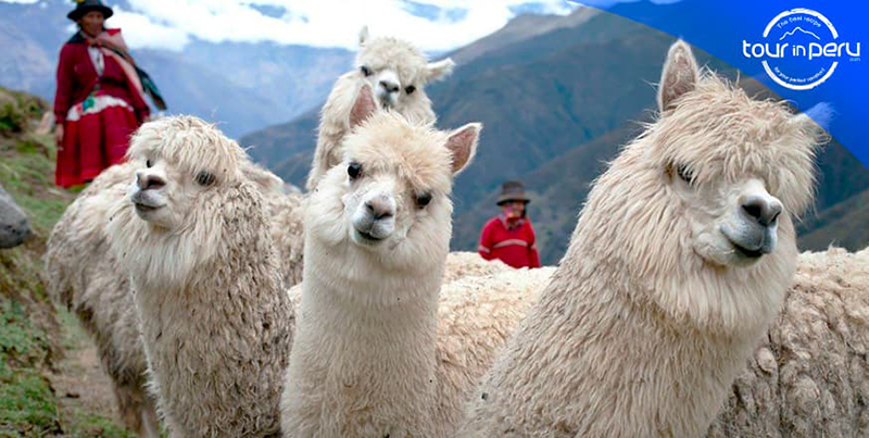 Peru: Tour thám hiểm dãy núi Andes với điểm nhấn lạc đà Alcapa quý giá - Ảnh 2.