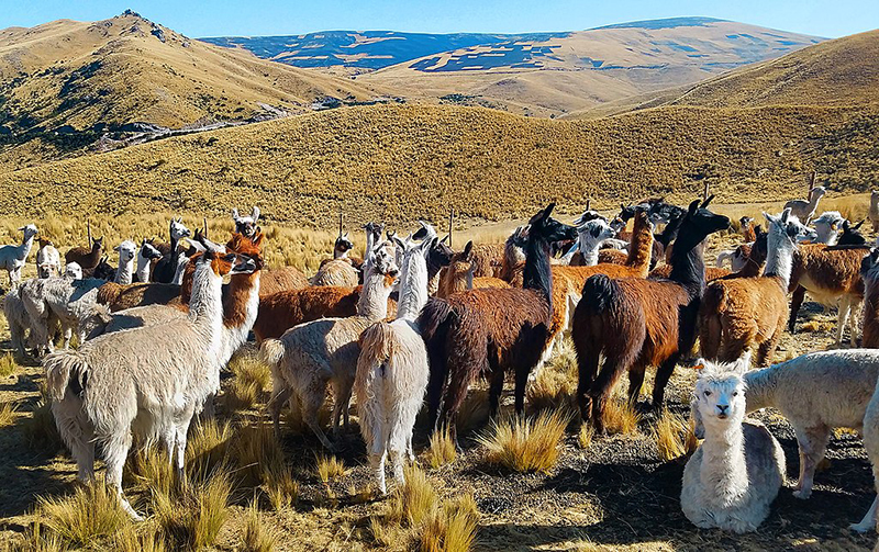 Peru: Tour thám hiểm dãy núi Andes với điểm nhấn lạc đà Alcapa quý giá - Ảnh 5.