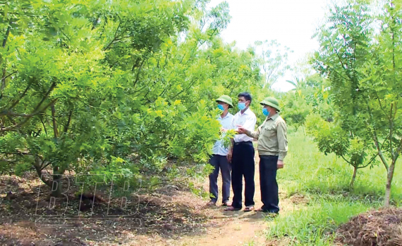 Trồng thứ cây đẹp như cây cảnh, hái hoa bán đắt như vàng, ông nông dân Thái Bình giàu hẳn lên - Ảnh 1.