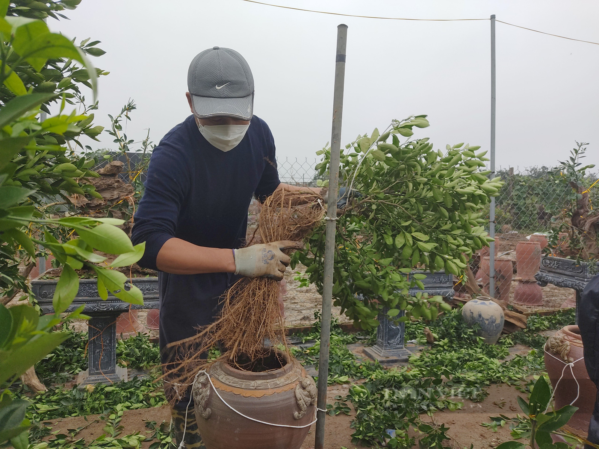 Hà Nội: Chăm sóc quất cảnh sau Tết vào vụ, người dân tất bật lên chậu cây mới - Ảnh 2.