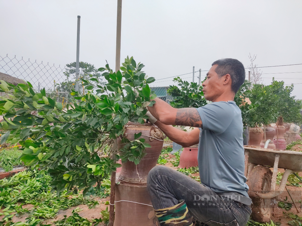 Hà Nội: Chăm sóc quất cảnh sau Tết vào vụ, người dân tất bật lên chậu cây mới - Ảnh 4.