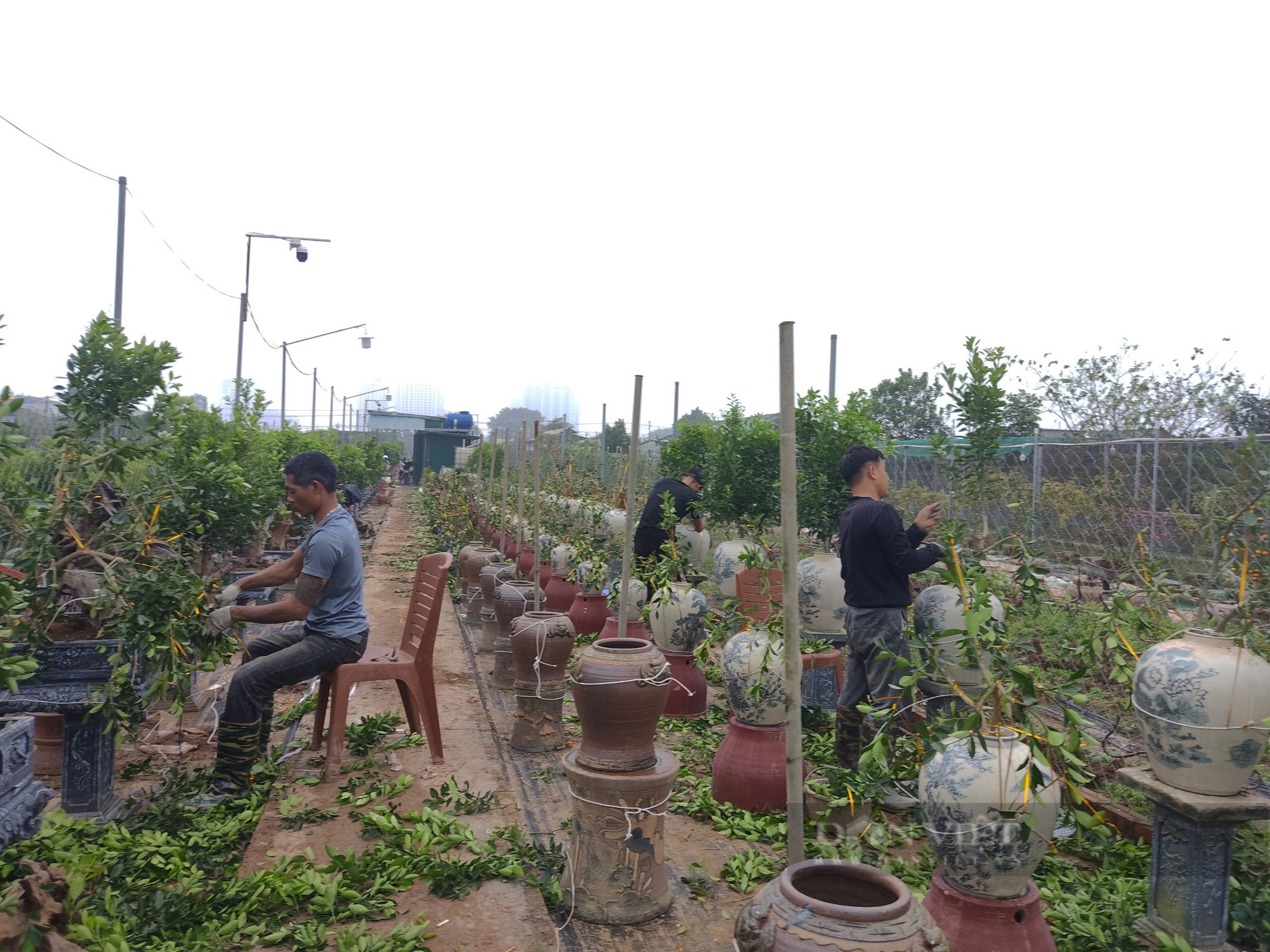 Hà Nội: Chăm sóc quất cảnh sau Tết vào vụ, người dân tất bật lên chậu cây mới - Ảnh 5.