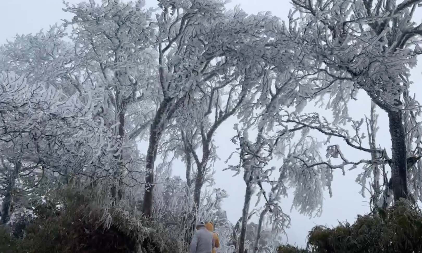 Băng tuyết trắng xóa đỉnh Phja Oắc - Nguyên Bình - Cao Bằng - Ảnh 8.