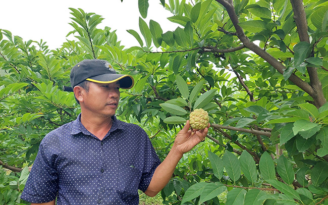 Đem thứ cây ra trái nhiều mắt trồng trên đất đồi gò, nông dân Bình Định bất ngờ trúng lớn