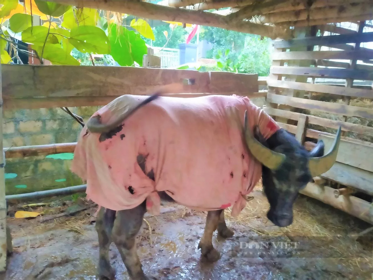 Nông dân Nghệ An “mặc áo, đắp chăn” cho đàn đàn gia súc dưới 10 độ C - Ảnh 4.