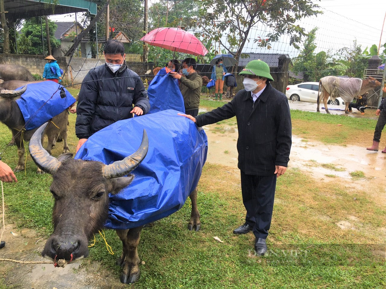 Nông dân Nghệ An “mặc áo, đắp chăn” cho đàn đàn gia súc dưới 10 độ C - Ảnh 3.