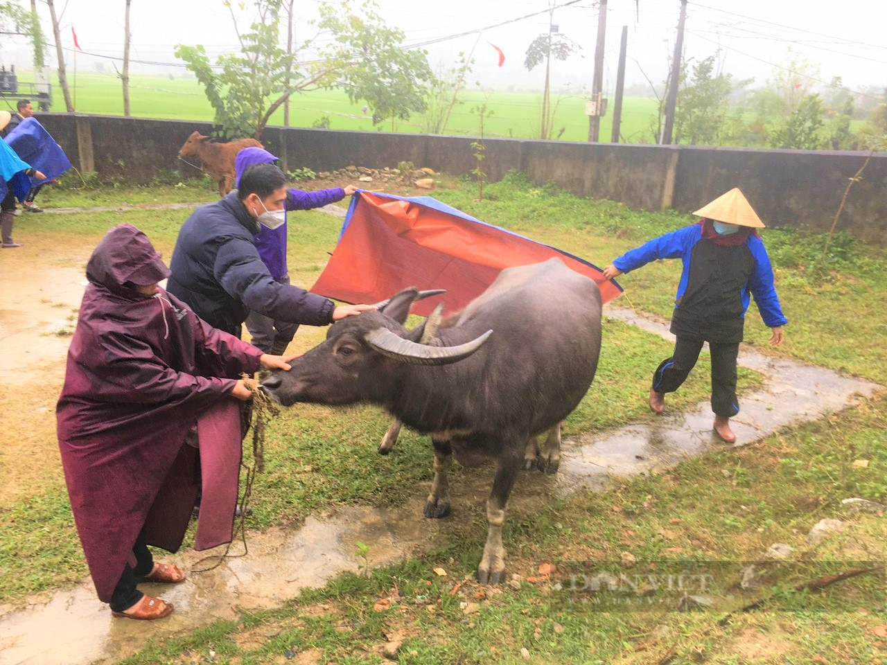 Nông dân Nghệ An “mặc áo, đắp chăn” cho đàn đàn gia súc dưới 10 độ C - Ảnh 5.