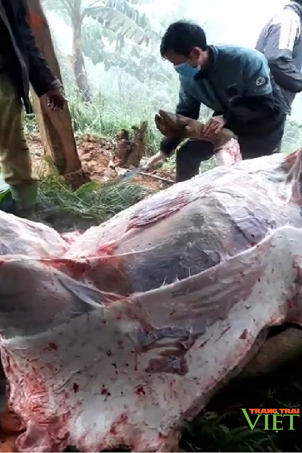 Sơn La: Gần 400 con gia súc chết rét, thiệt hại cả tỷ đồng - Ảnh 1.